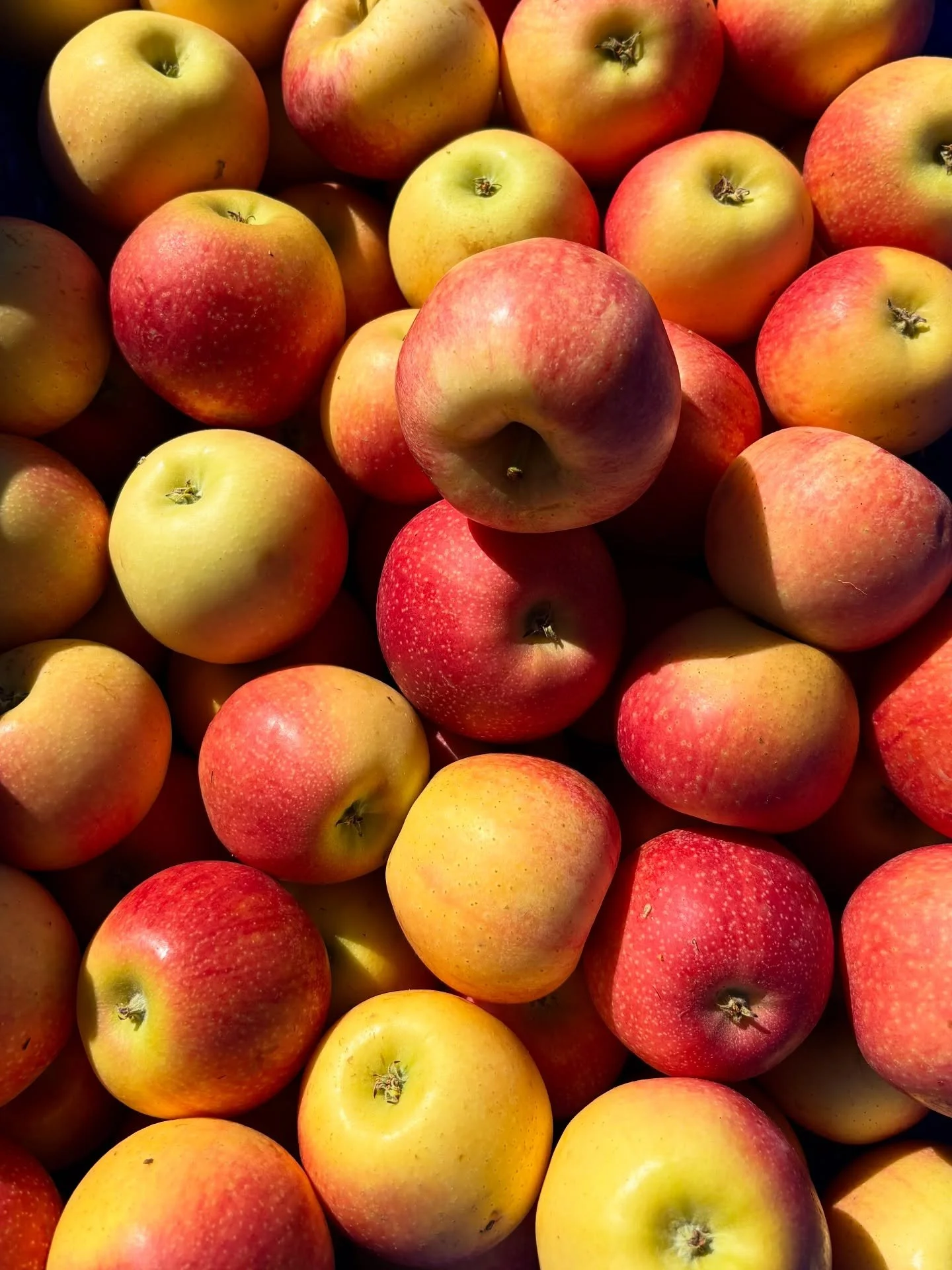 ππ Happy National Apple Day! 
We are so in awe of these beauties and their diversity of flavor, color, size and more! We are so lucky to live so close to Apple Hill in the Sierra Mountain foothills. The cool nights create insanely sweet and crunch