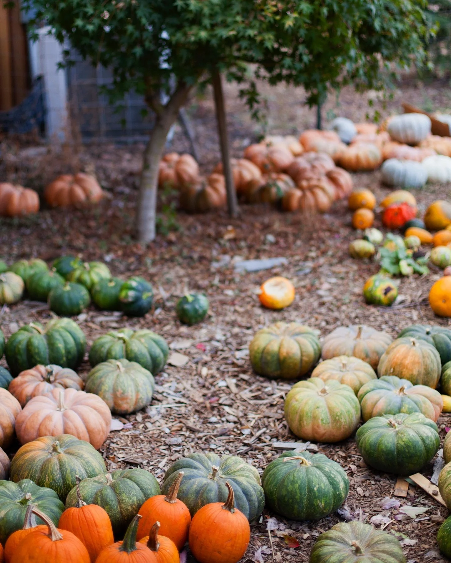 ๐ Happy National Pumpkin Day! ๐
Did you know…
๐งก Pumpkins are technically a fruit! Botanically speaking, they’re a type of berry called a pepo — just like cucumbers and melons.
๐ฑ You can eat almost every part of the pumpkin &m