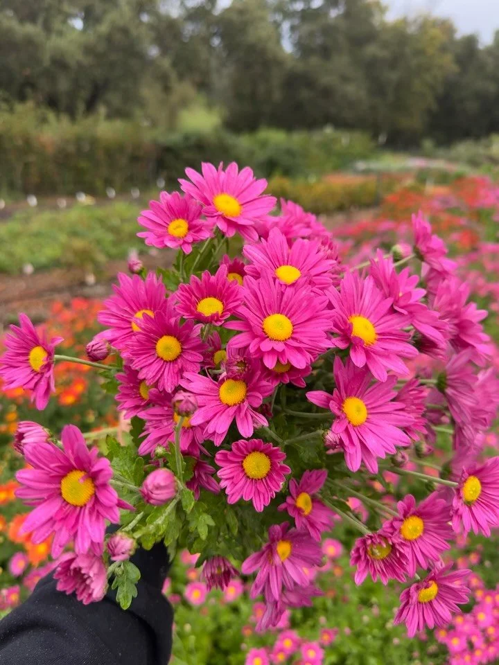 ๐ธ Fall is in full bloom! These gorgeous chrysanthemums from Hygge Blooms in Penryn are the perfect way to brighten your home this season. Mums symbolize joy and longevity, and their vibrant colors are a true autumn treat. ๐
โฐ Last chance to grab t