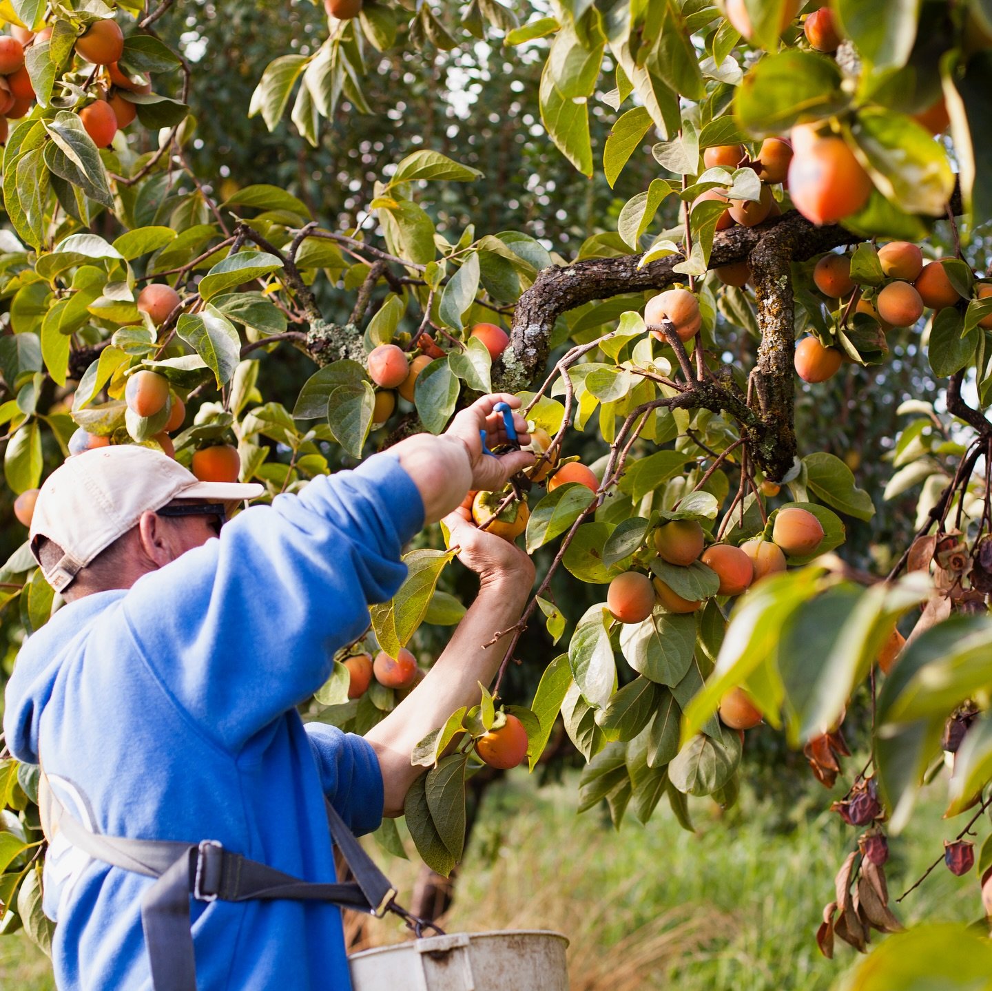 Seasonal Spotlight: Hachiya Persimmons 🍂✨

We&rsquo;ve got beautiful Hachiya persimmons this week from The Natural Trading Company, a certified organic farm and CSA in Newcastle, CA. Their farm uses regenerative practices to restore and replenish so