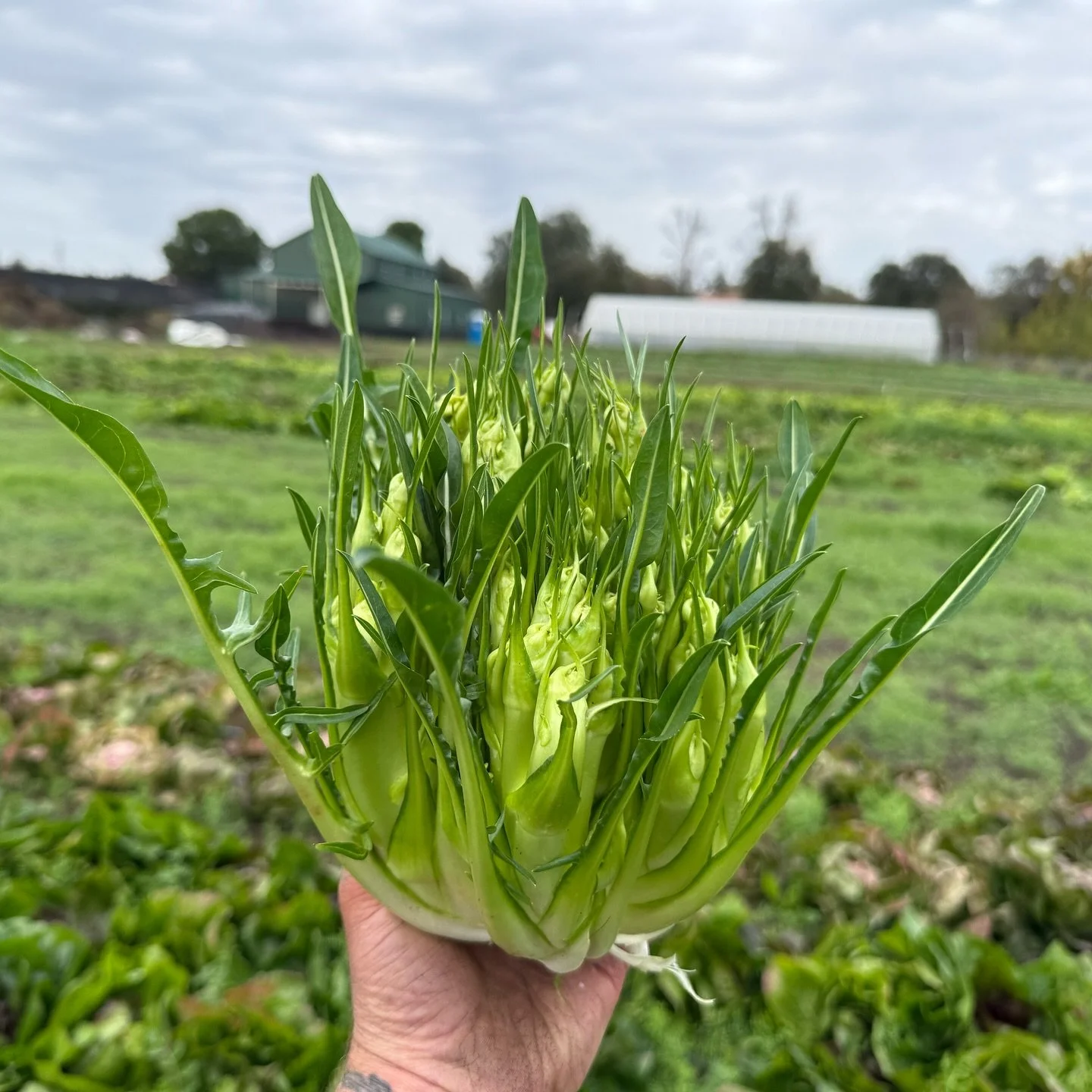 Our market is OPEN and we&rsquo;re feeling extra excited about bitter greens season 💚✨

This week, Burns Blossom Farm is bringing us the most beautiful Puntarelle chicory &mdash; a true winter delicacy. In Rome, thin strips of puntarelle tossed with