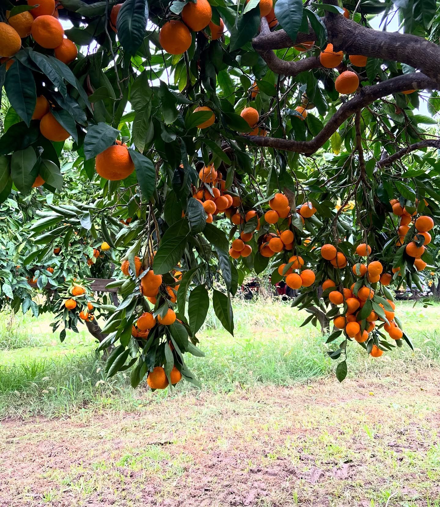 Brighten up the holiday season with local citrus! 🍊✨
Pictured here are beautiful Satsuma mandarins from Brenner Ranch in Newcastle &mdash; sweet, seedless, easy to peel, and the perfect stocking stuffer for citrus lovers of all ages.

Don&rsquo;t fo