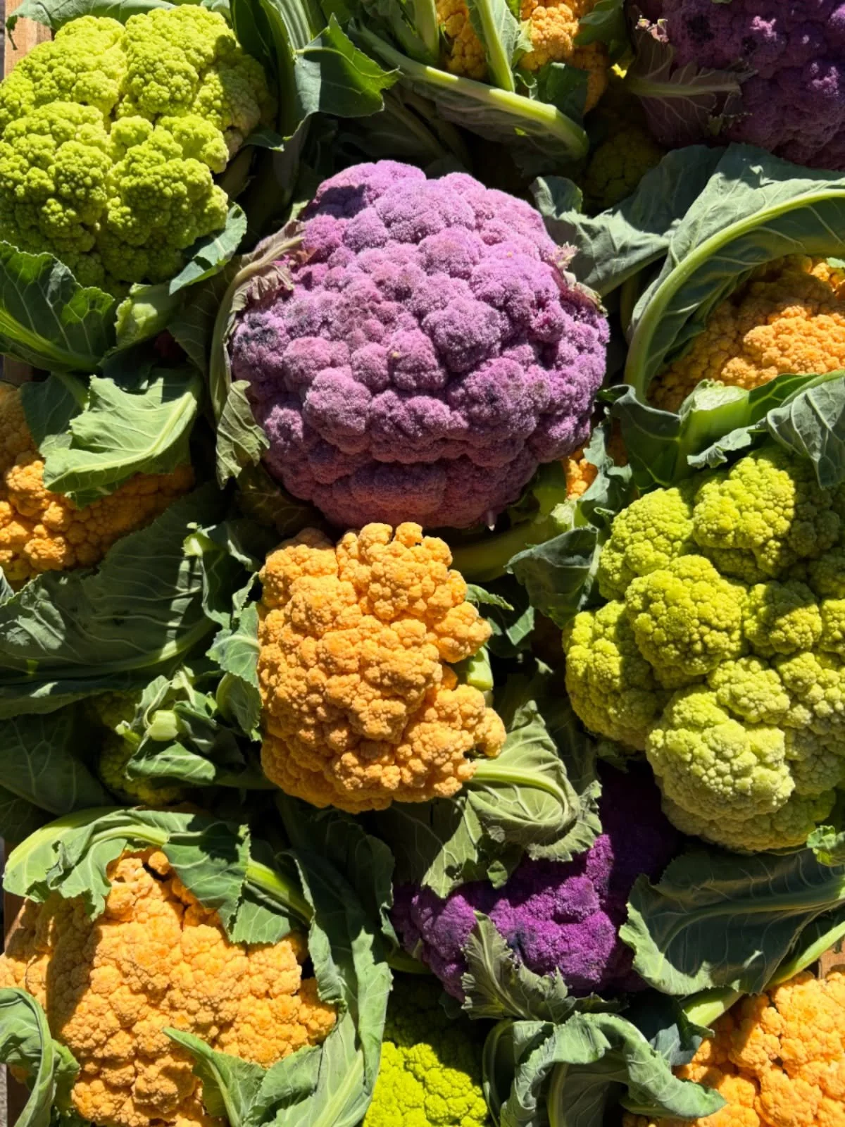 🌱 The market is OPEN&mdash;order by 5 PM today! 🌱

Chefs + home cooks, this is your reminder to get your online orders in before the 5:00 p.m. deadline for the freshest, harvest-to-order local produce this week.

🚚 Wholesale delivery
&bull; Thursd