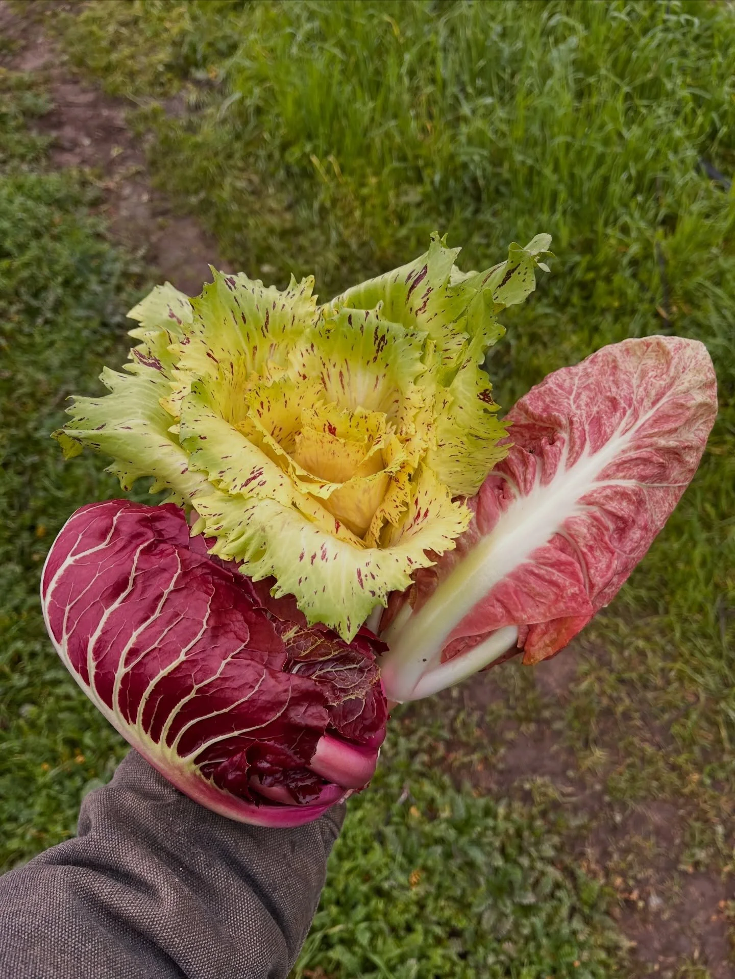 It&rsquo;s peak radicchio season and Foothill Roots Farm is bringing the beauty ✨

We&rsquo;re featuring stunning heads of Castelfranco and Costarossa radicchio&mdash;crisp, colorful, and perfect for winter️ winter salads, grilling, or roasting. Thes