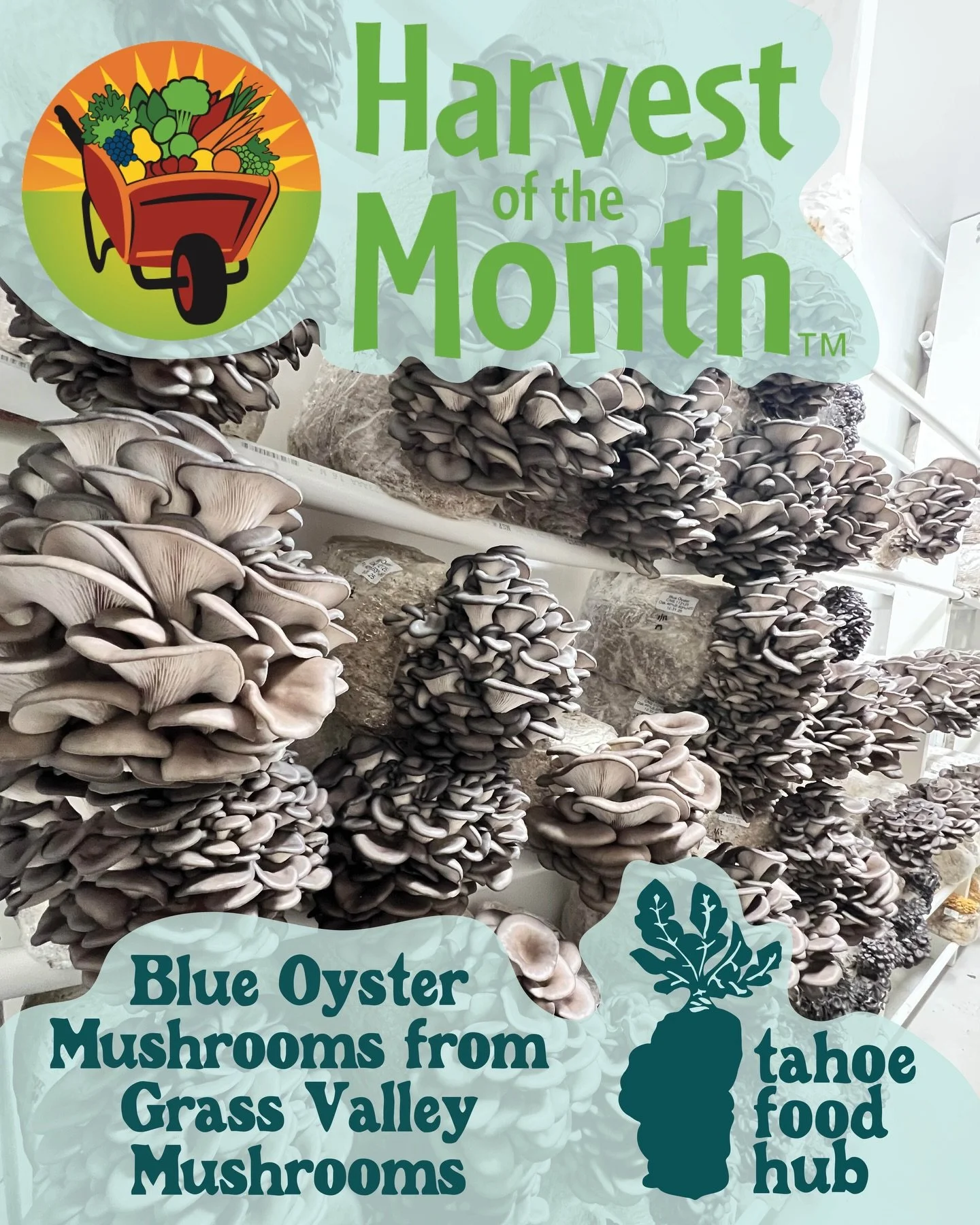 🌟 February Harvest of the Month 🌟 

Say hello to Blue Oyster Mushrooms from our friends at Grass Valley Mushrooms! 🍄💙✨

These gorgeous mushrooms are gourmet + medicinal, and are wood-loving fungi grown on hardwood sawdust (their main food source)