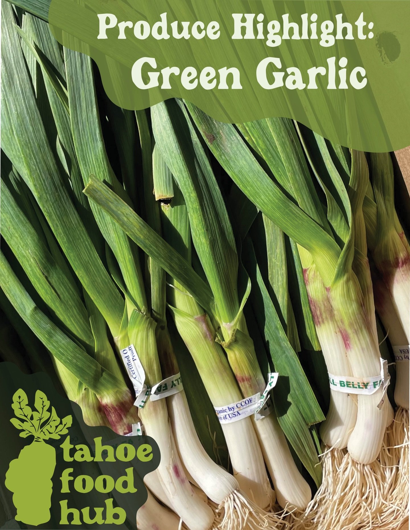 Spring is starting to show up in the fields 🌱✨

This week we&rsquo;re excited to offer fresh green garlic from @burnsblossomfarm. Harvested young, green garlic is milder and slightly sweeter than cured garlic, with tender stalks and a bright, fresh 