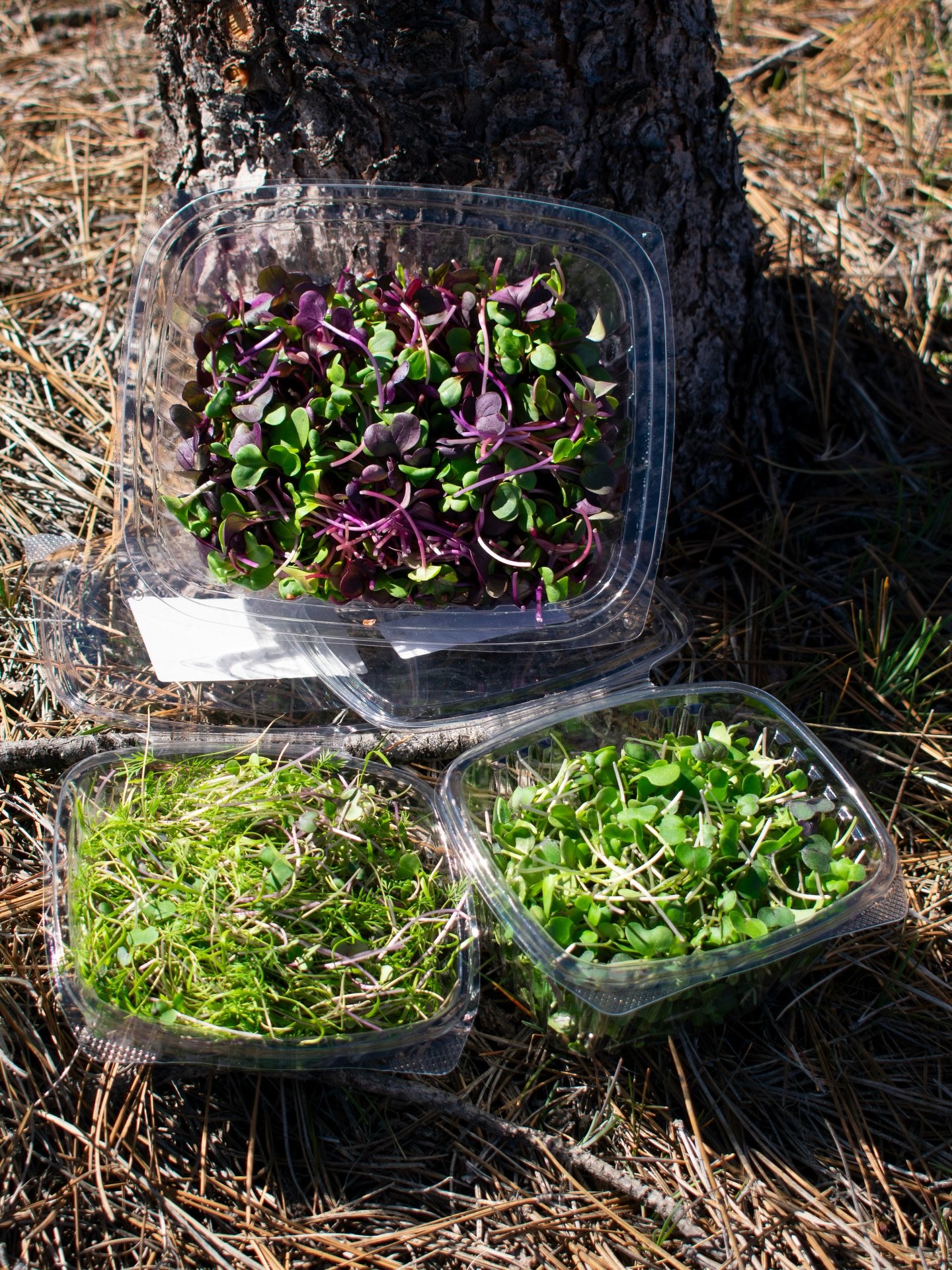The online market is OPEN🥬🍊

🌱Produce Highlight: Microgreens!🌱

💭 Did you know? Some microgreens can contain up to 40&times; more vitamins and antioxidants than their fully grown plants, even though they&rsquo;re only harvested a week or two aft