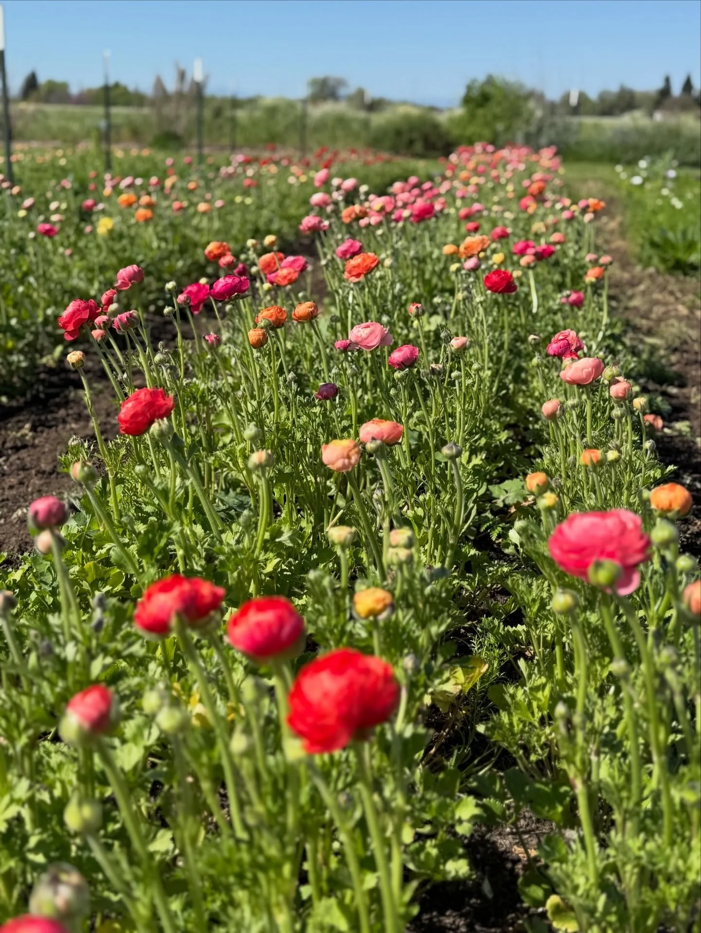 Flowers are the best part of early spring 🌸✨

We&rsquo;re soaking up the season with these stunning ranunculus and anemones from Burns Blossom Farm in Chico, CA&mdash;available in a beautiful mix of colors and bringing all the spring joy.

Burns Blo
