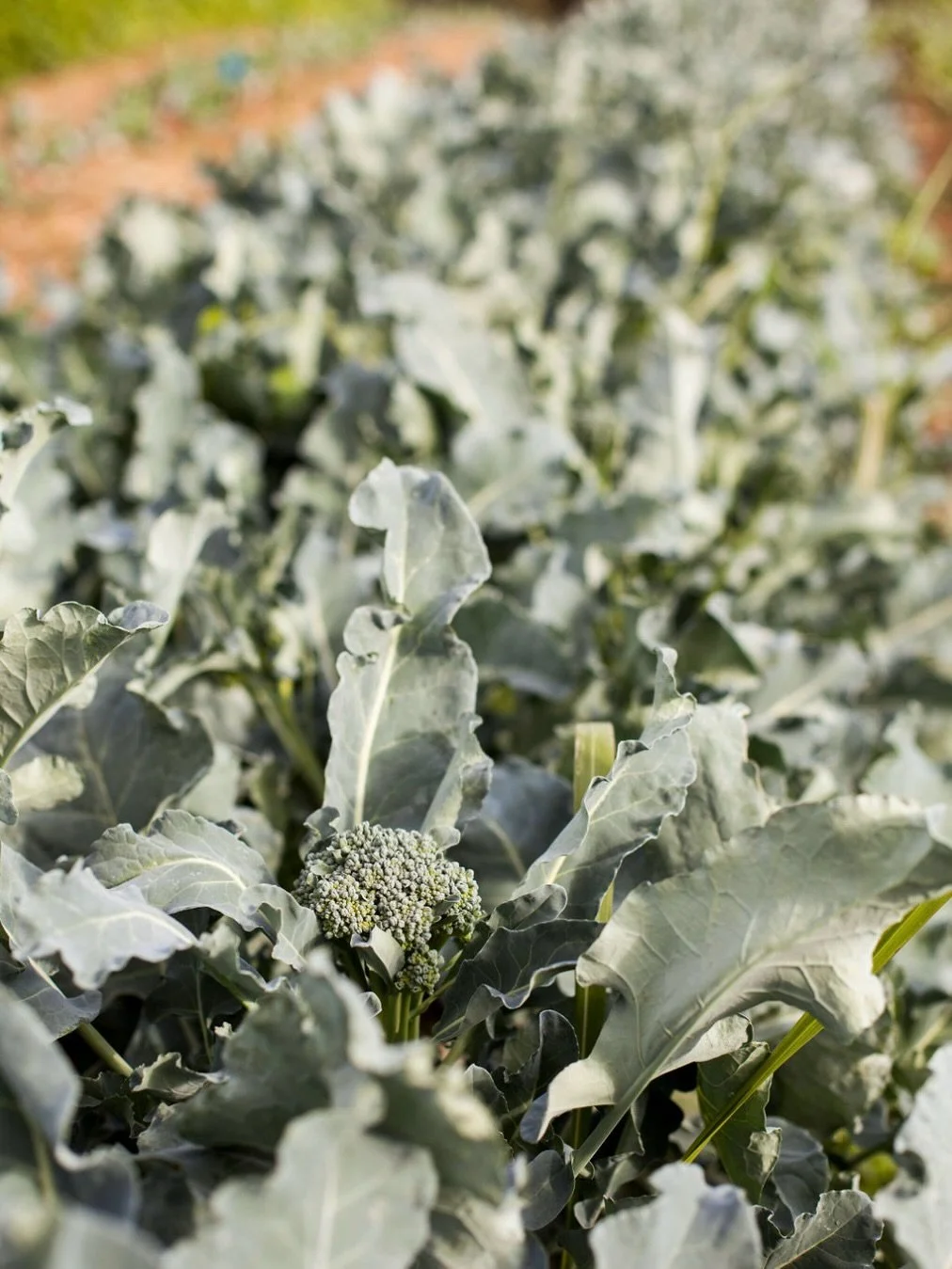 National Agriculture Day! 🥕🚜

We are SO THANKFUL for the amazing group of farmers we get to work with every week, every season, and year-round. These are the folks who make our operations possible. Cheers to another year of delivering, donating, ed
