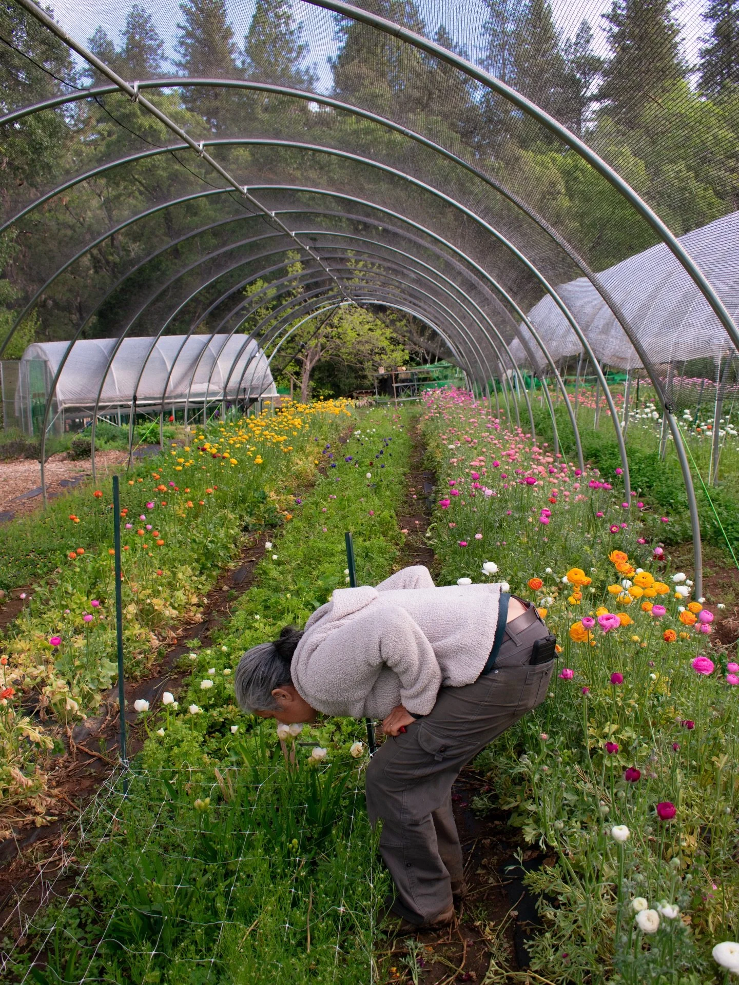 Farm Highlight: Bluebird Farm🌷

Earlier this week, the Food Hub ladies got the chance to visit @malaikabishop for a spring u-pick morning! Located in Nevada City CA, Malaika focuses on producing premium, nutrient-rich greens, culinary herbs, microgr