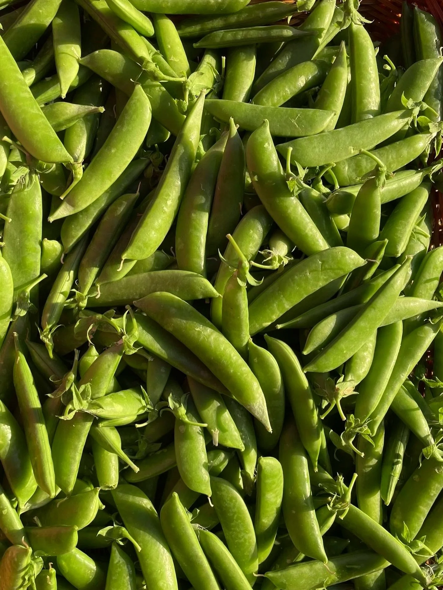 Sweet, crisp, and straight from the farm 🫛Sugar snap peas are one of our favorite signs of spring&mdash;perfect for snacking, tossing into salads, or a quick saut&eacute;.

We&rsquo;re excited to offer them this week from Twin Peaks Orchard&mdash;av