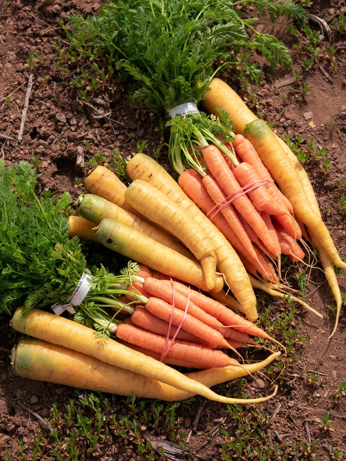 International Carrot Day🥕💛

Carrots may be our favorite pocket snack! Carrots are rich in beta-carotene, which the body converts into vitamin A to support healthy vision and immune function. They were originally cultivated in colors like purple and