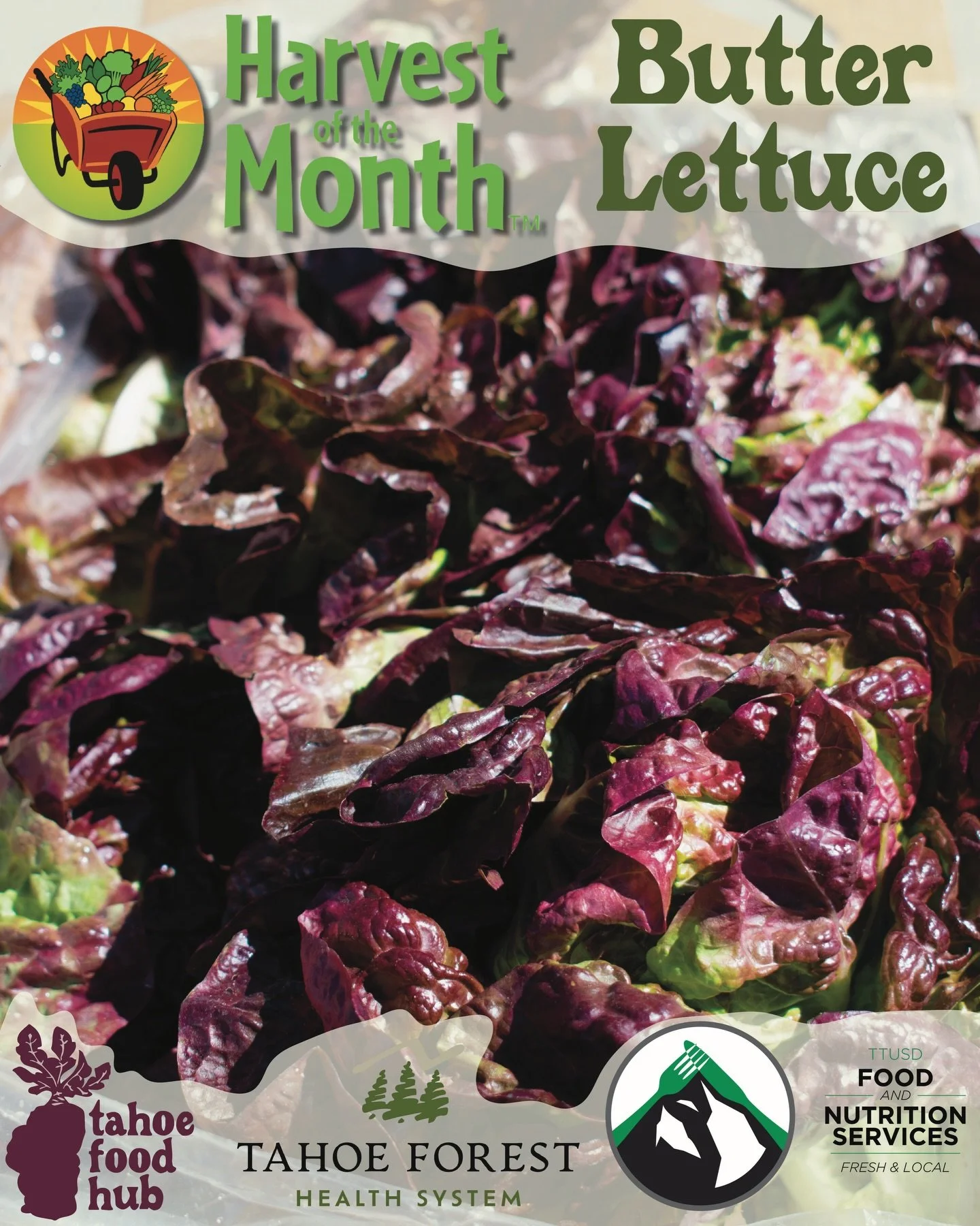 April Harvest of the Month with Tahoe Forest Hospital Distict: Butter Lettuce 🥬

Soft, tender, and fresh from @terrafirmafarm via @capayvalleyfarmshop, butter lettuce is being featured this month through the Harvest of the Month program. With its mi