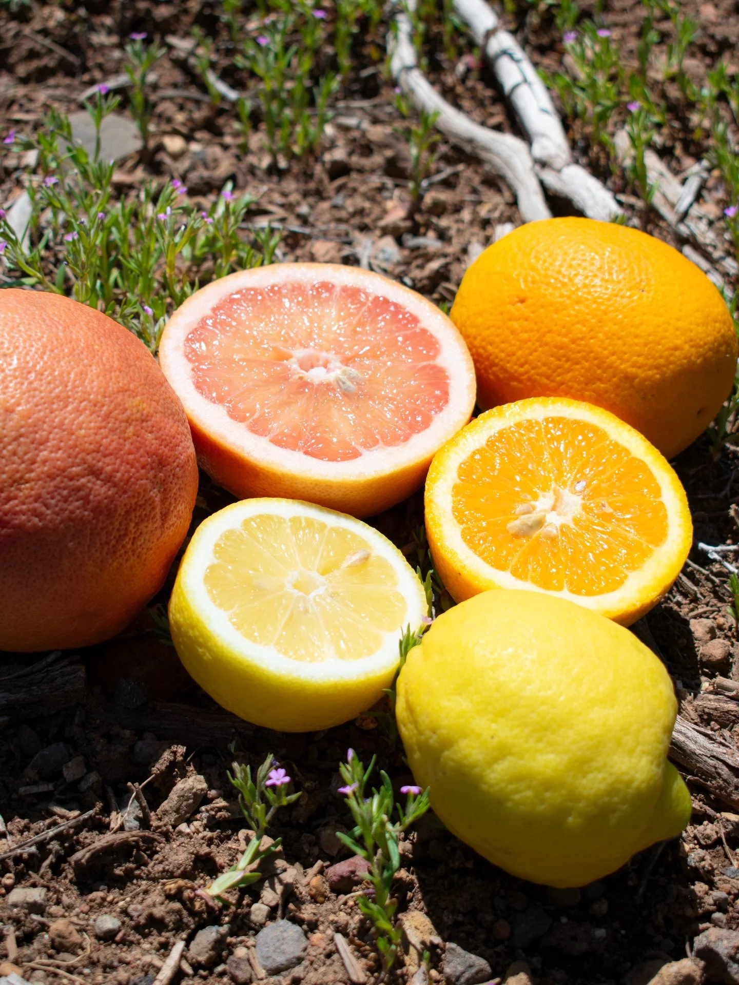The online market is OPEN🍊✨

Citrus is still kicking! We have bright and tasty Valencia oranges from @the.flower.farm , Ruby Red grapefruit from @capayhillsorchard , Eureka lemons from @twinpeaksorchards , and more. Spring is blooming, and the produ