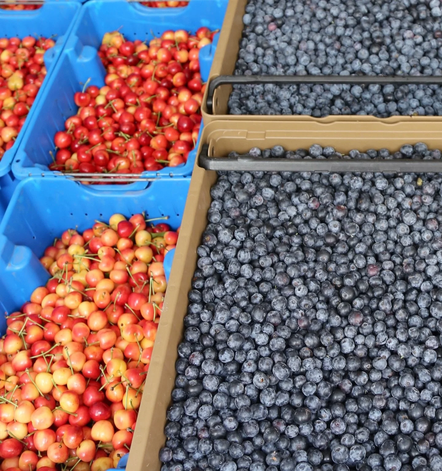 Spring fruit season is officially here 🍓🍒🫐🍑

Our online market is filling up with some of the sweetest flavors of the season including blueberries, Rainier &amp; Coral cherries, peaches, plums, pluots, strawberries, apricots, and more coming in t