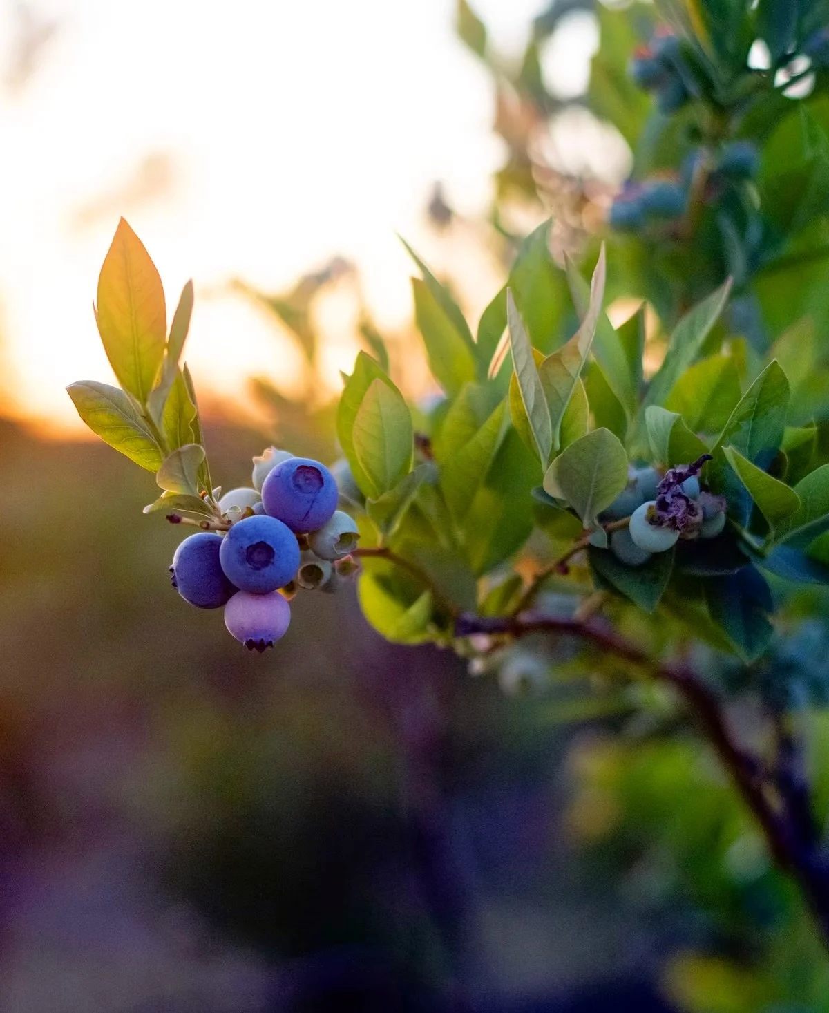 🫐 FARM HIGHLIGHT: LoCA Blueberry Farm 🫐

This week we&rsquo;re highlighting the incredible blueberries from LoCA Blueberries in Lodi, California! These sweet summer berries are featured in this week&rsquo;s Harvest Box, Fruit Box, and are also avai