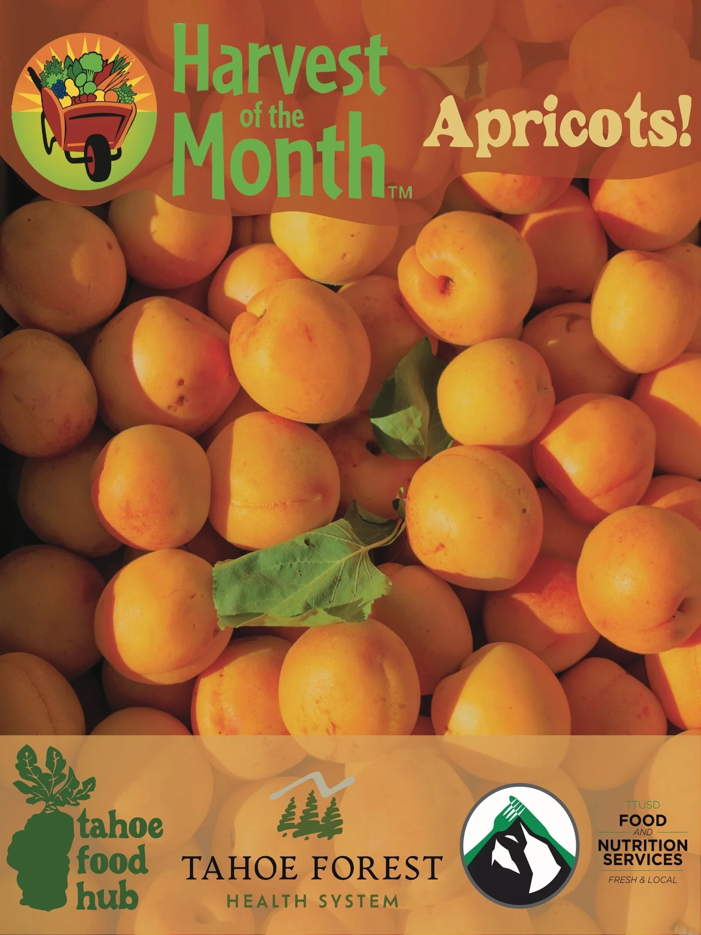 May&rsquo;s Harvest of the Month highlight is here! This month, students in Tahoe Truckee Unified School District are enjoying delicious Poppy Apricots sourced from @dhillonfarm.official in Olivehurst through Tahoe Forest Hospital&rsquo;s Harvest of 