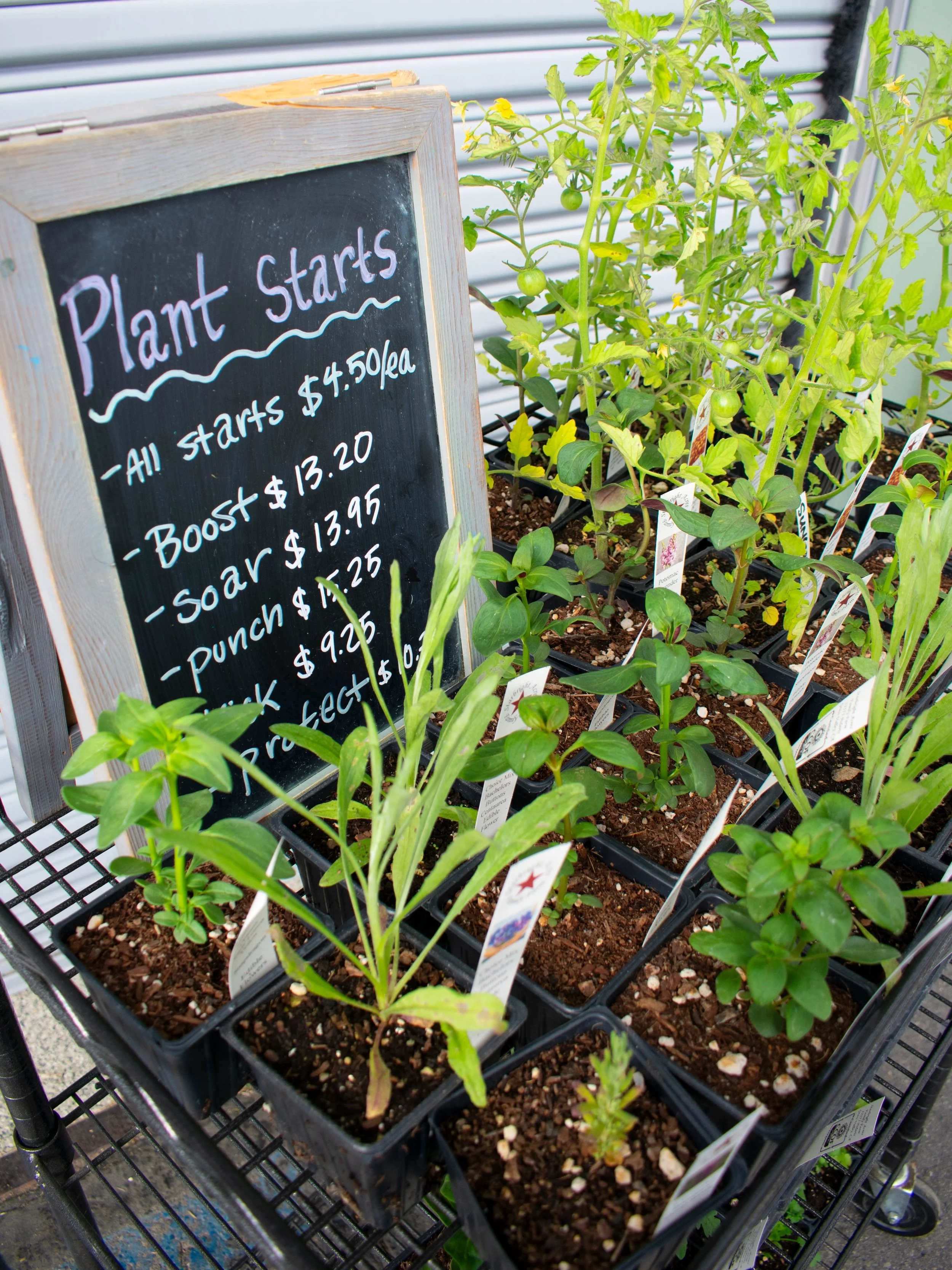 Gardening time! 🪴💧

Plant starts from @starbrightacresfamilyfarm &amp; @ntcfarm are in the Farmacy! We have lots of variety&hellip; from pansies to peppers to cilantro to tomatoes (and more). Grab starts to decorate your abode or grow to add color 