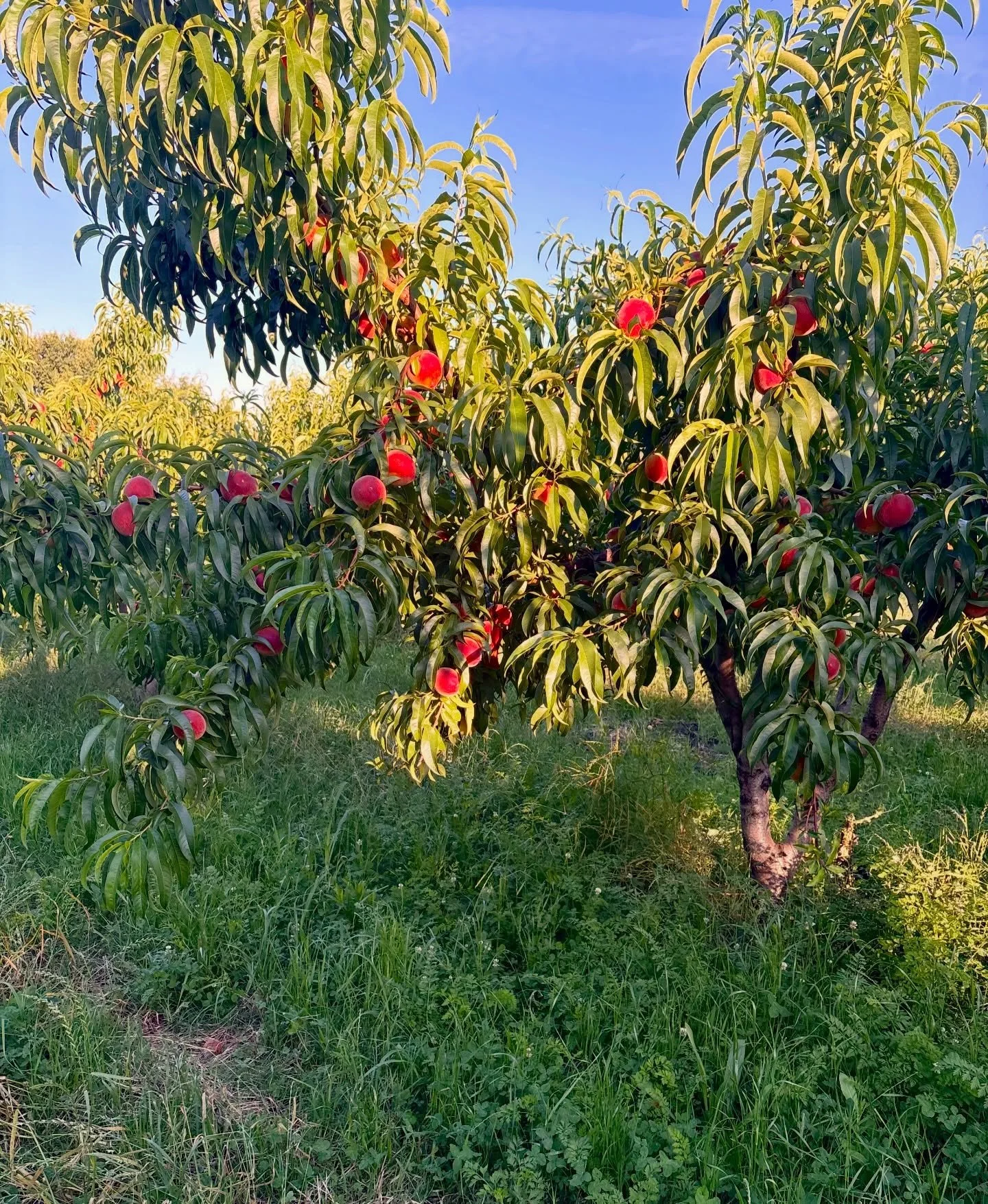 🍑 Market Reminder! 🍑

Have you added Gold Dust peaches from Brenner Ranch to your order yet?

These beautiful peaches, grown in Newcastle, CA by the Brenner family, are one of our favorite signs that summer is (unofficially) here. Just look at the 