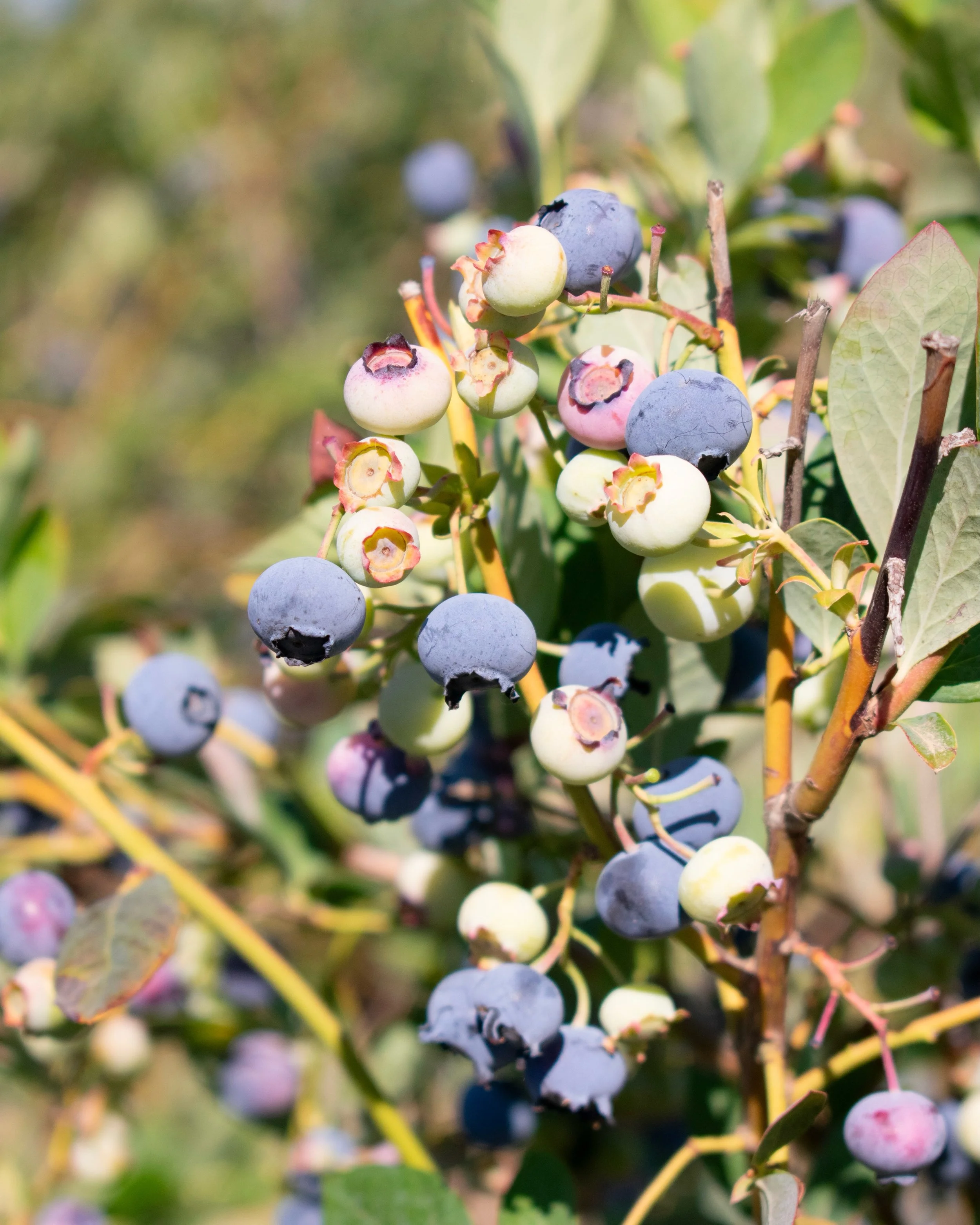 🍒Farm Highlight: J&amp;M Farm and LoCA Blueberry Farm🫐

Earlier this week, the Food Hub crew got the chance to visit @jandmfarmslodi_ and @locablueberryfarm for some farm tours down in Lodi, CA! 

🍒J&amp;M Farms🍐 Named after farmers Joe and Matt,