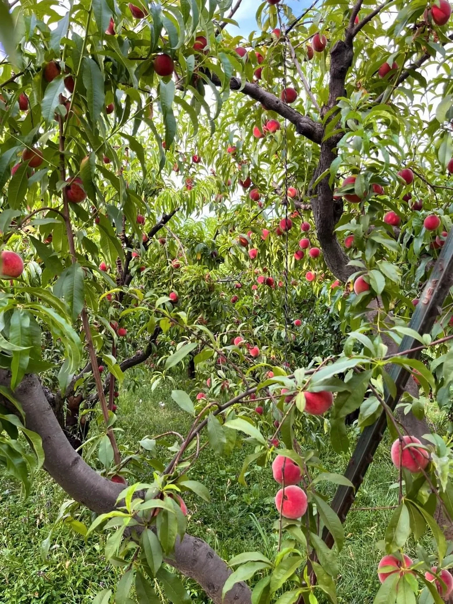 🍑 Peach Seconds from Double Wild Farm! 🌟

Achieve all your summer jam and baking dreams with a flat of Crimson Lady peach seconds. These peaches just have cosmetic damages&mdash;not the prettiest but still oh so tasty!

🧑&zwj;🌾About Double Wild F