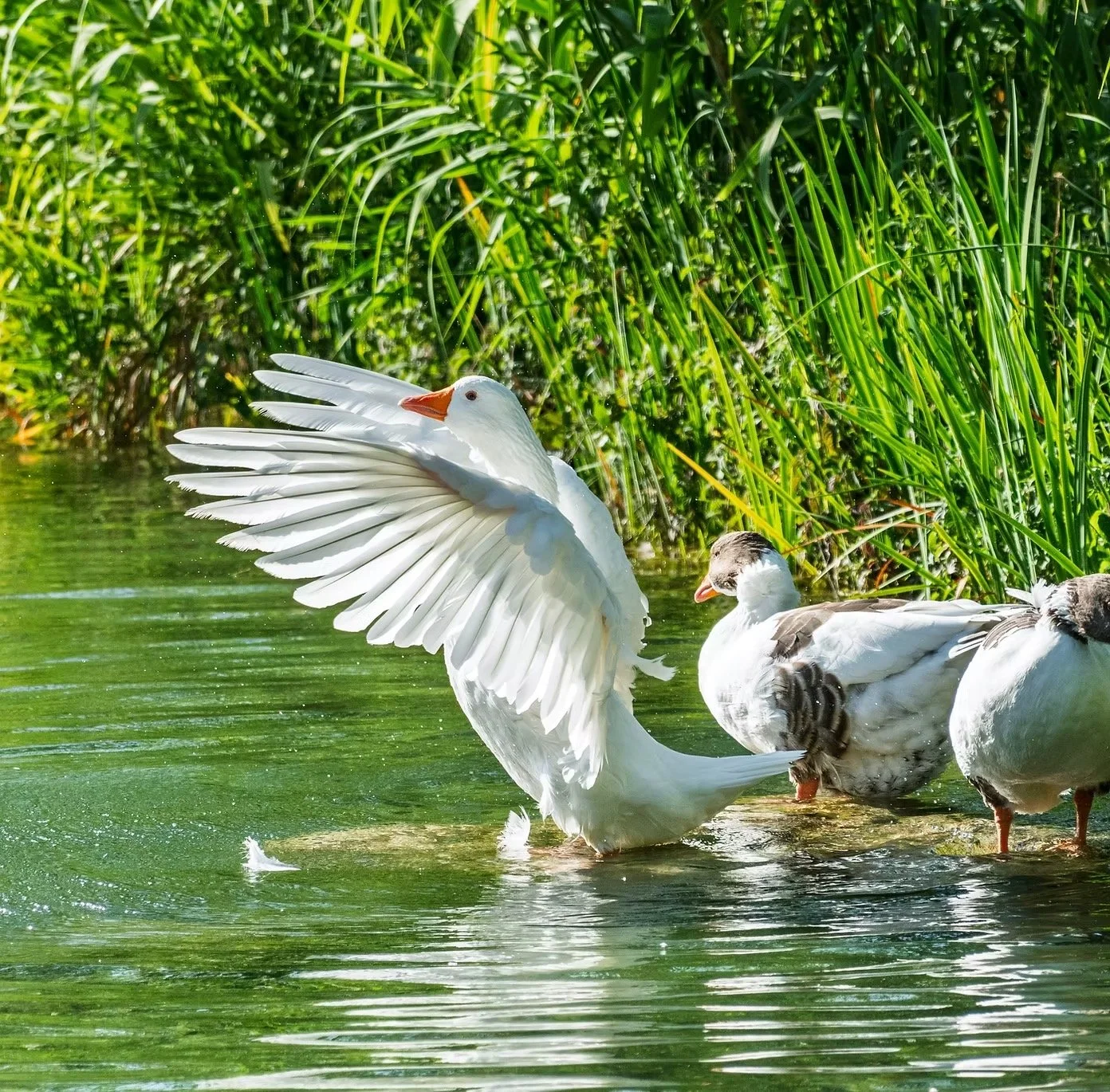 Geese by a pond with greenery, one flapping wings.
