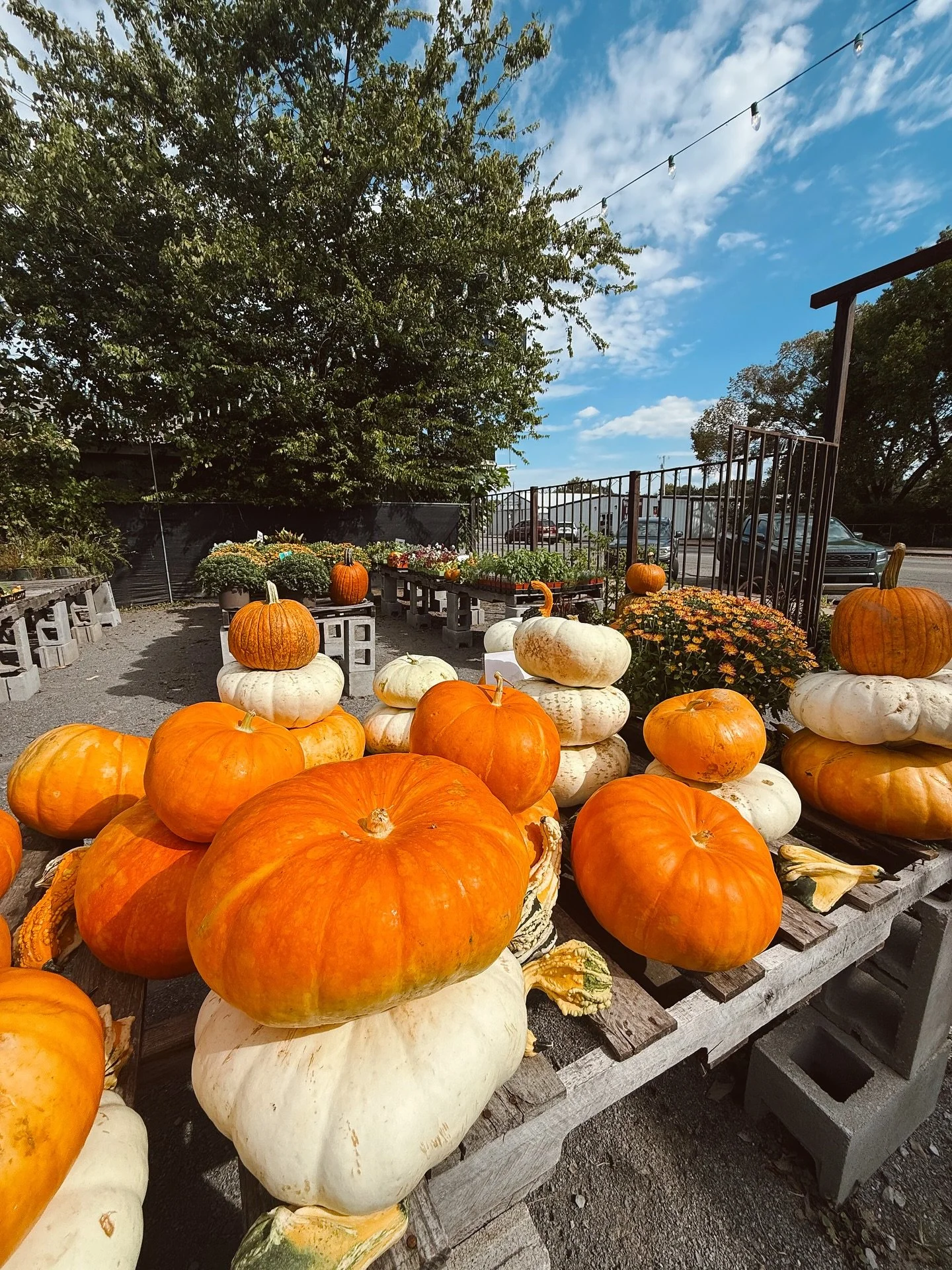 ✨ Hello, October ✨

Pumpkins have officially taken over at @seplantco, and we&rsquo;re not mad about it. From porch stackers to jack-o&rsquo;-lanterns in the making, they&rsquo;ve got your fall vibes covered. 🍂🎃