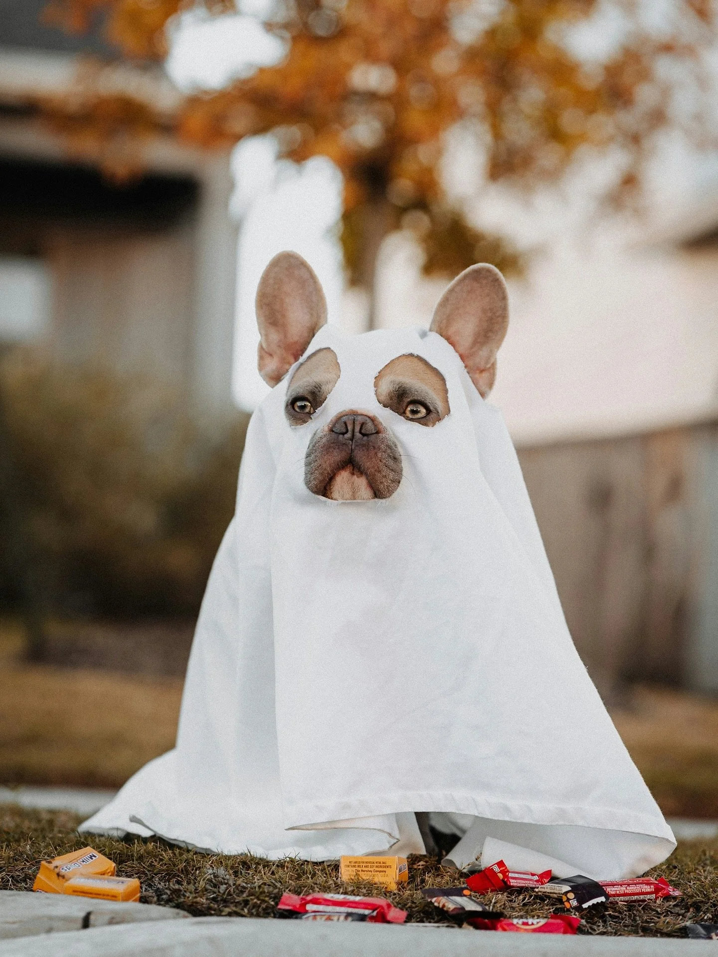 🎃 ATTN: Wilburton Businesses&mdash;Sign Up for the Candy Crawl 🎃

On Saturday, October 25th from 4&ndash;5 PM, families will be making their way downtown for the Wilburton Candy Crawl&mdash;a one-hour business trick-or-treat event right before the 
