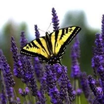 MN Hort Butterfly Pollinator Pak