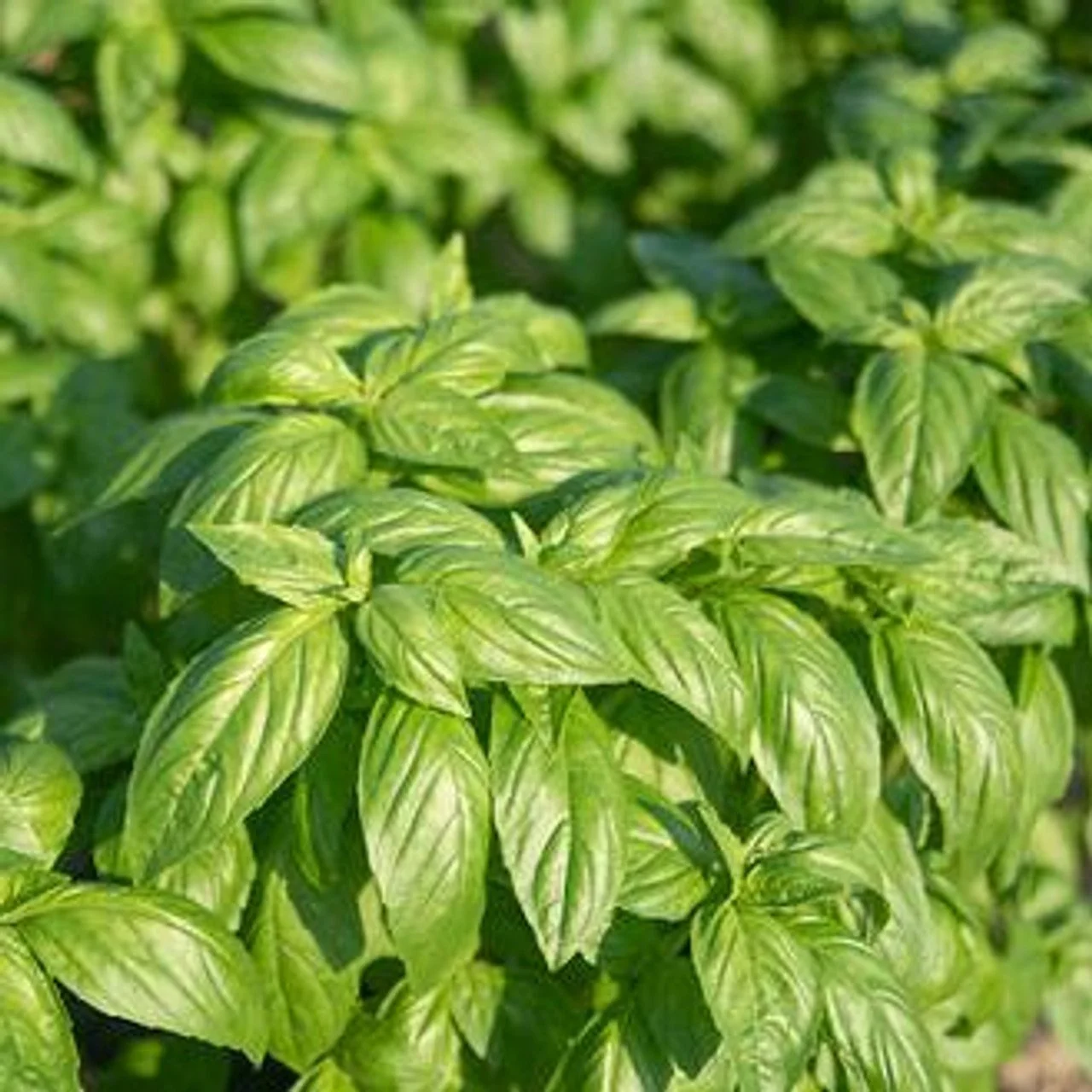 Organic Basil - Sweet Prospera