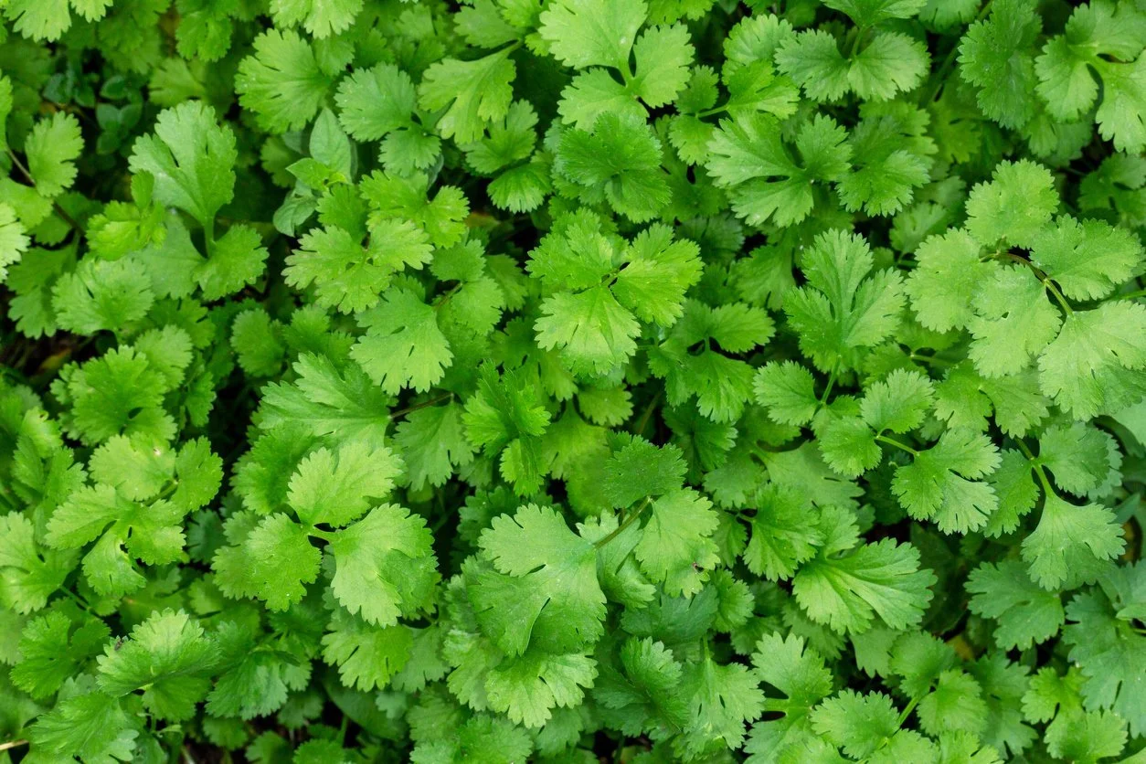 Organic Cilantro - Santo
