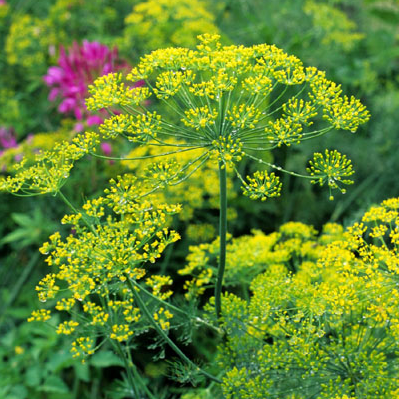 Organic Dill - Bouquet