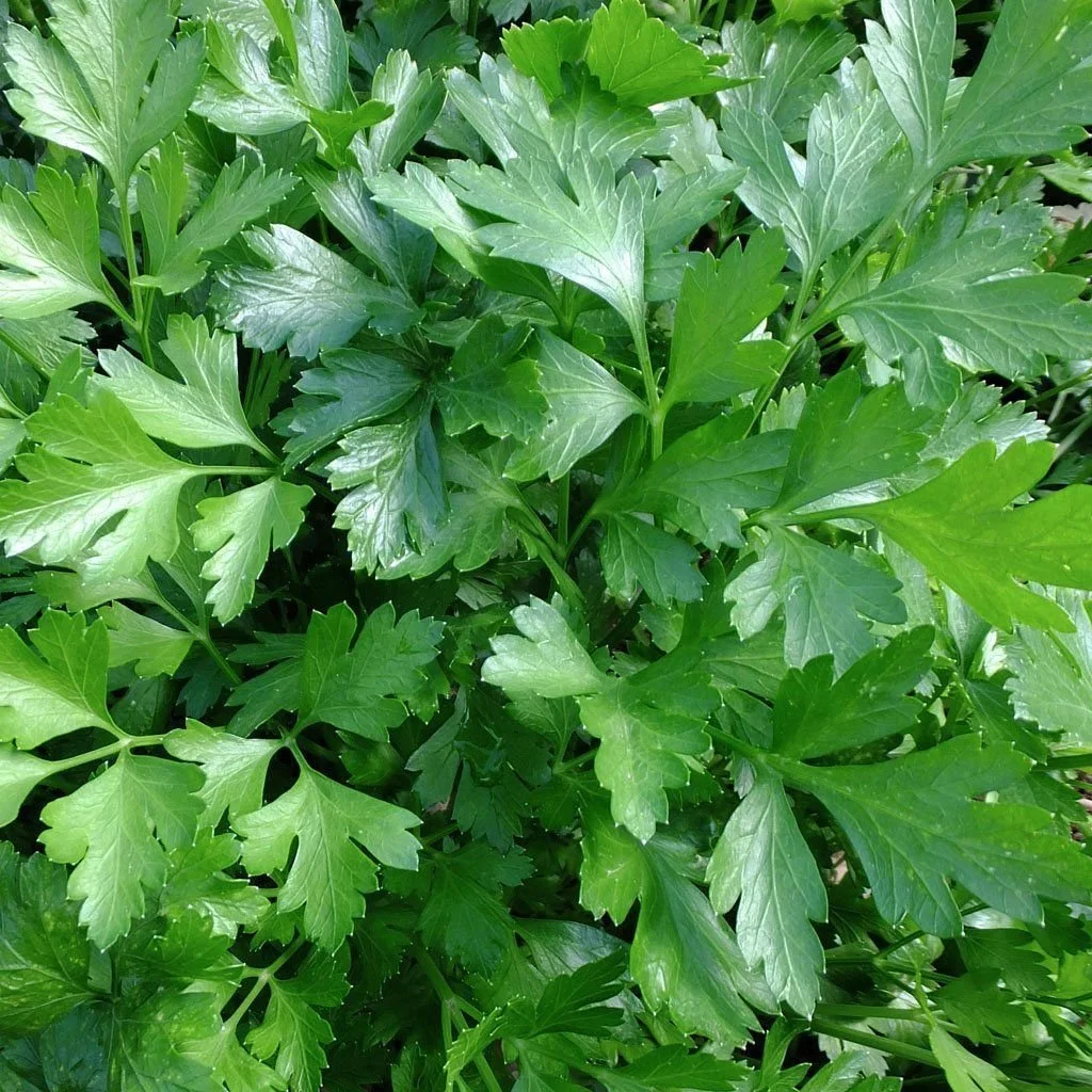 Organic Parsley - Plain-Giant of Italy