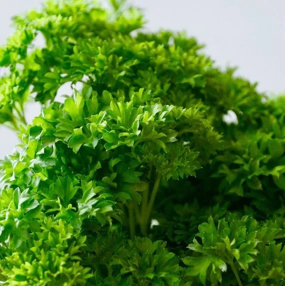 Organic Parsley - Moss Curled-Grune Perle