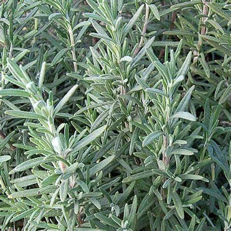 Organic Rosemary