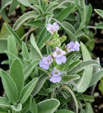 Organic Sage - Garden