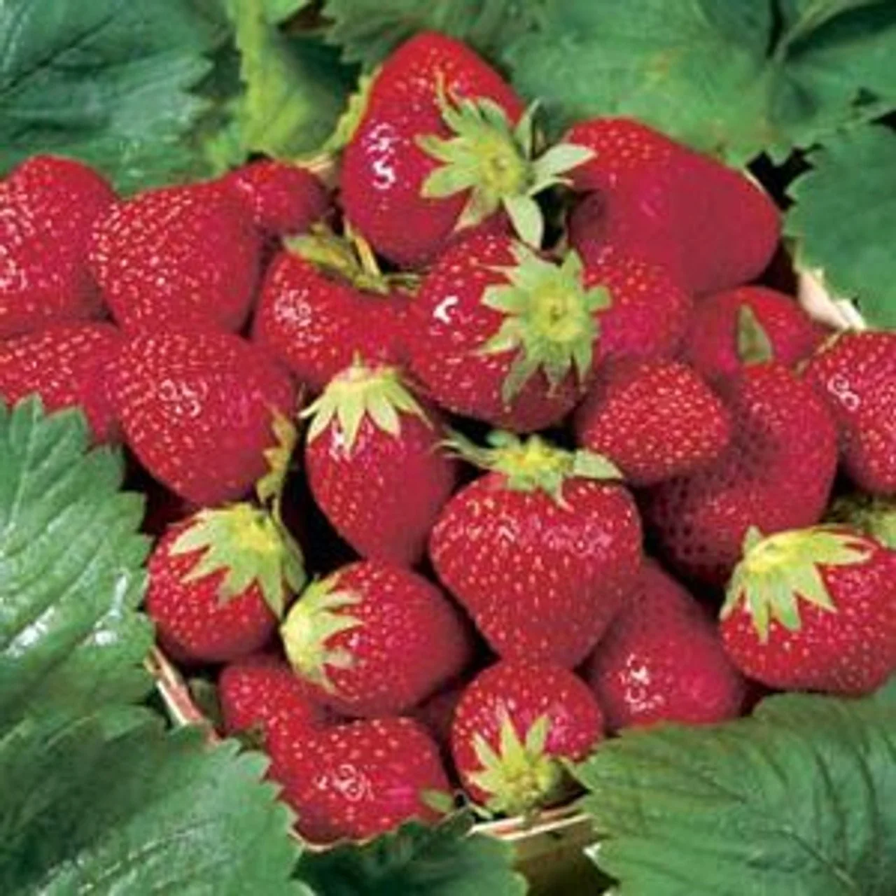 Strawberries - Everbearer 4 Pak