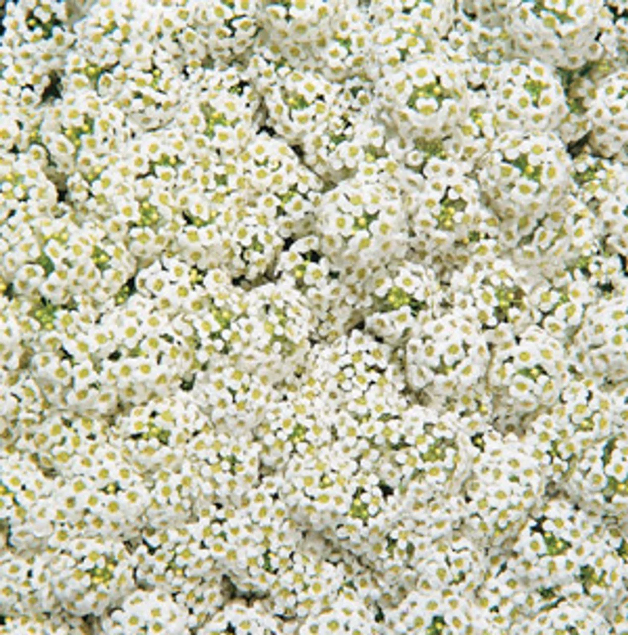 Alyssum Wonderland White - 4 paks