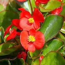 Begonia Super Olympia Red 4 Pak