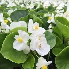 Begonia Super Olympia White 4 Pak
