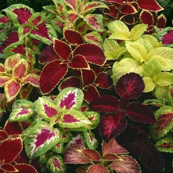 Coleus Fairway Mix 4 Paks
