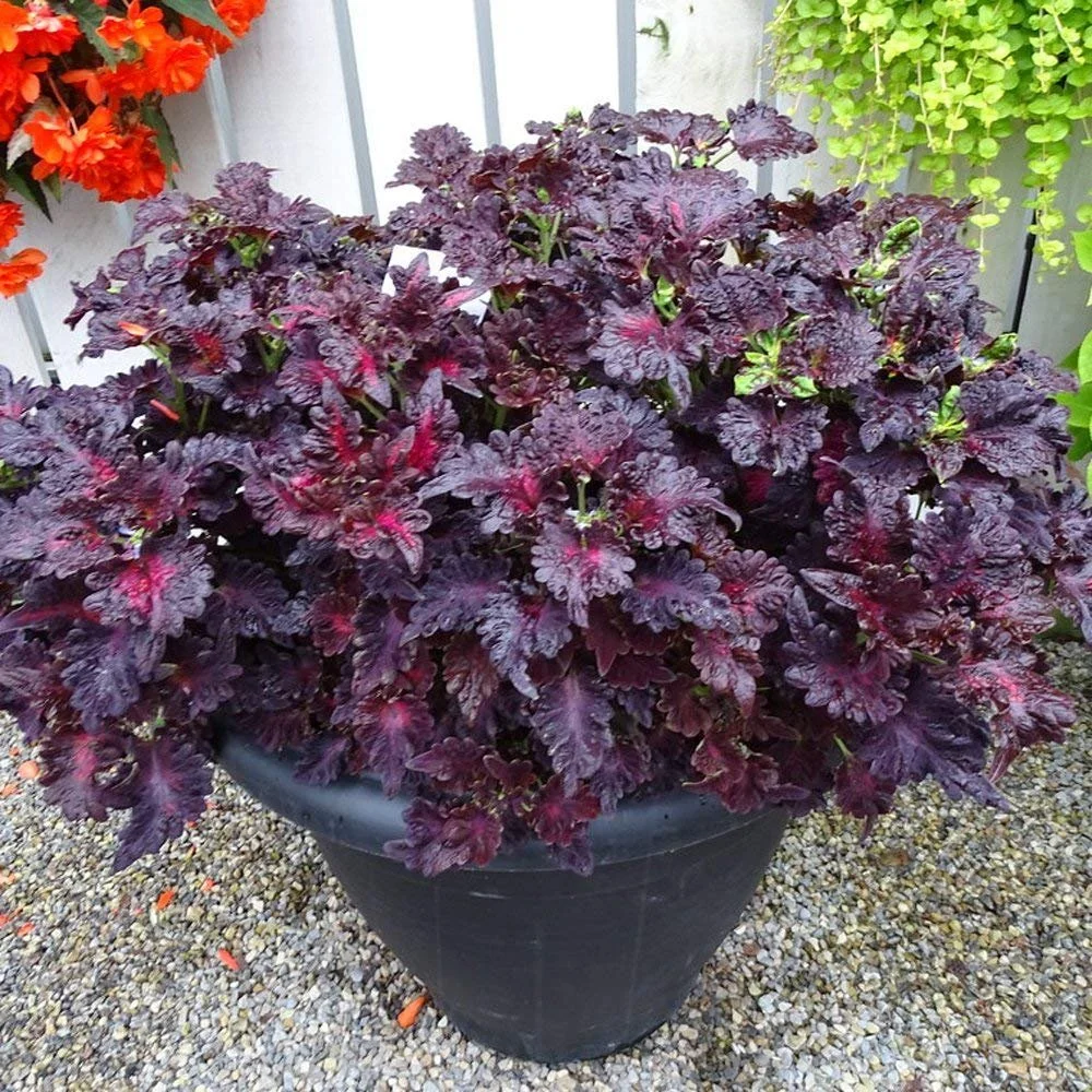 Coleus Black Dragon 4 Paks
