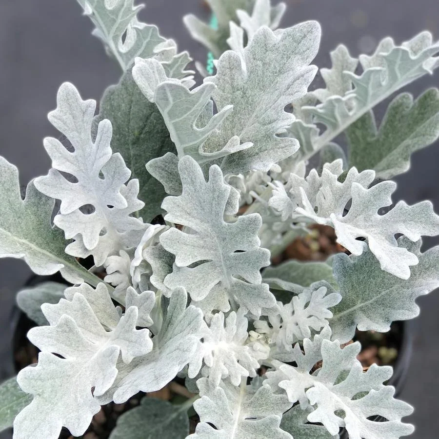 Dusty Miller - Silver Dust 4 Pak
