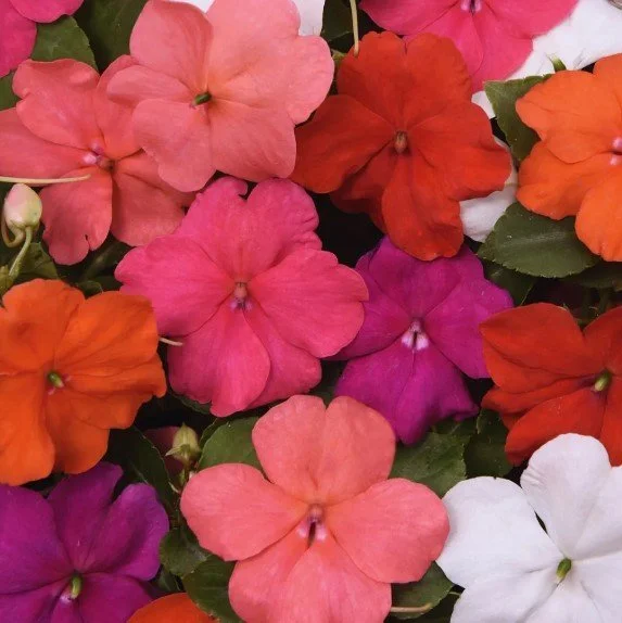 Impatiens Beacon Select Mix 4 Pak