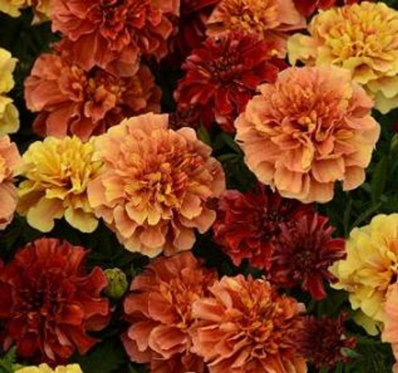 Marigolds Strawberry Blond 4 Pak