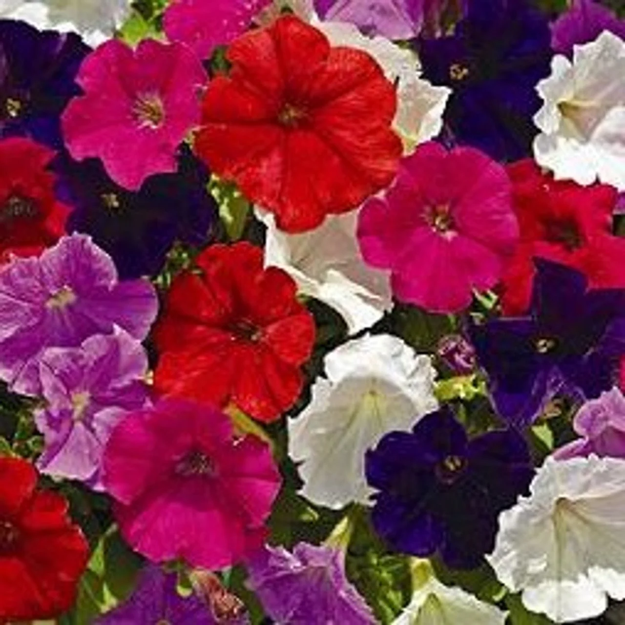 Petunia Picobella Mix 4 Pak