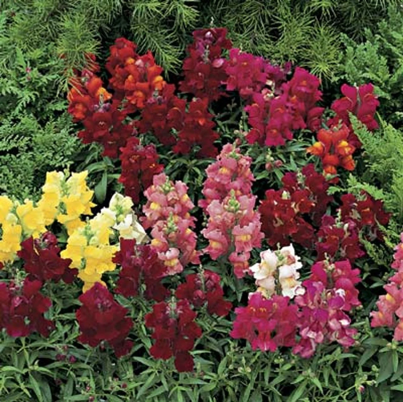 Snapdragons Chimes Mix 4 Pak