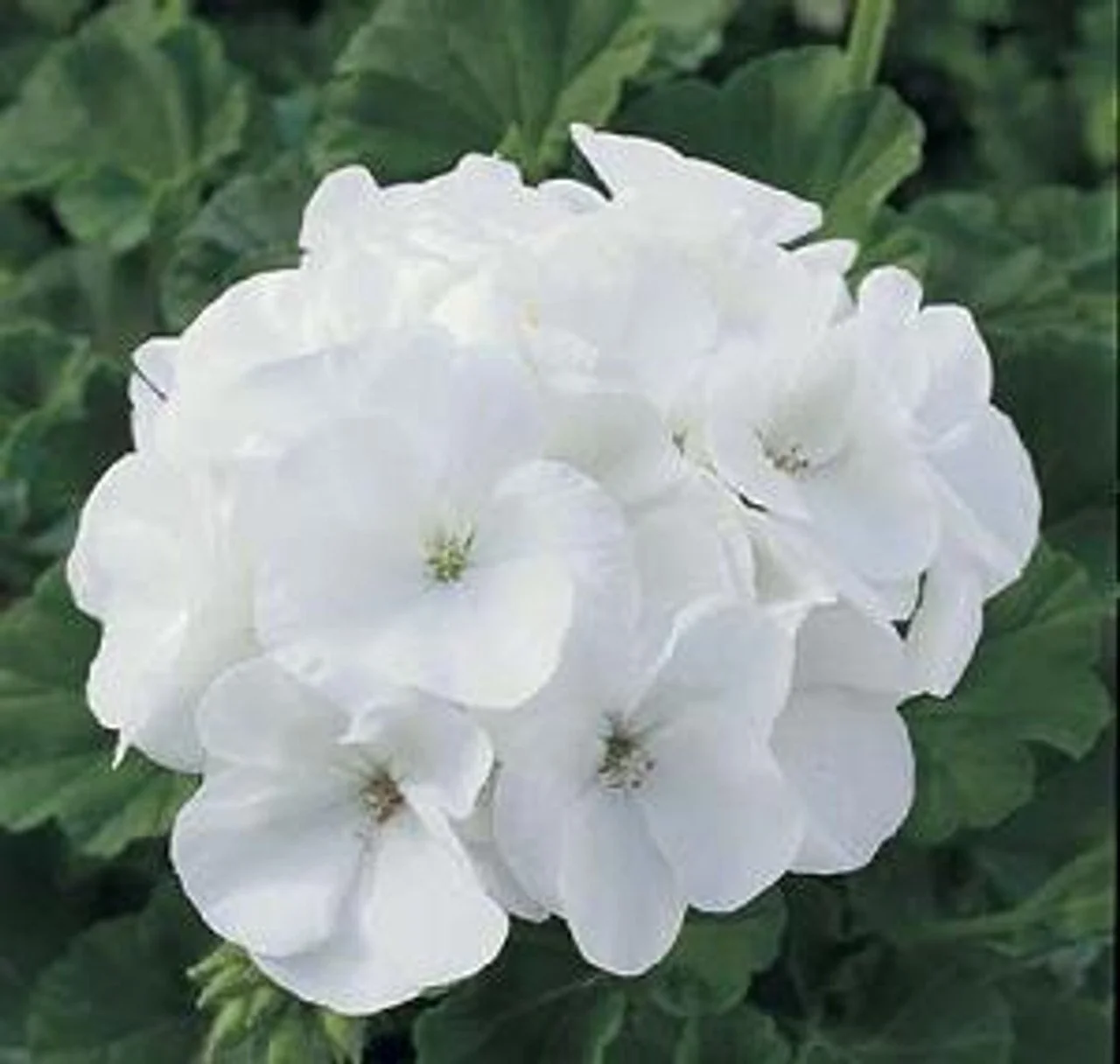 Geranium Seed Grown Maverick White