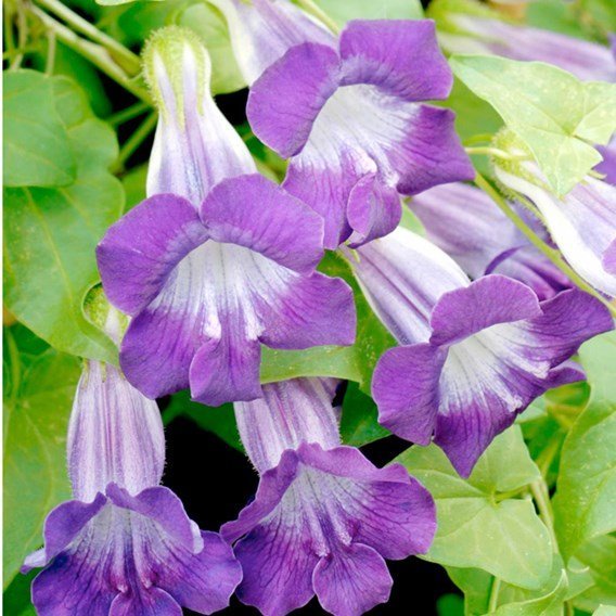 Asarina Joan Lorraine Blue