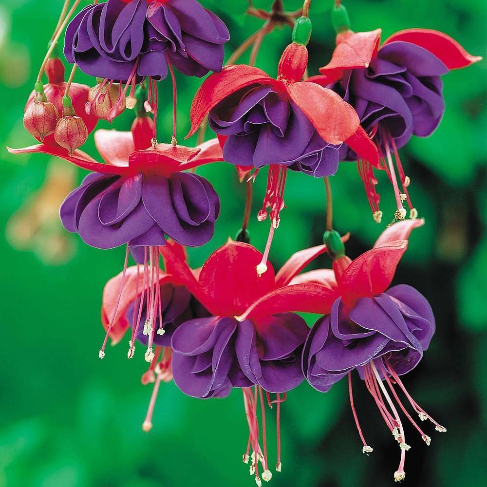 Fuschia Dark Eyes Hanging Basket